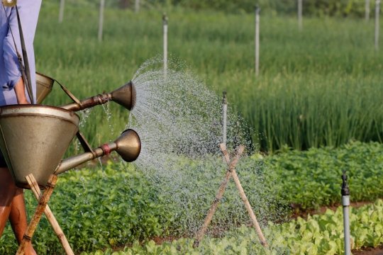 Une journée tranquille au parfum des herbes de Tra Que !